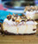 Mississippi Mud Cheesecake